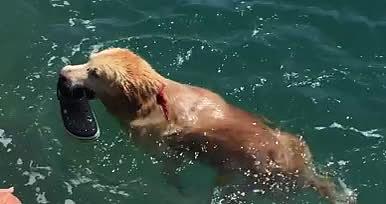 狗狗运动狗狗海里运动视频的预览图